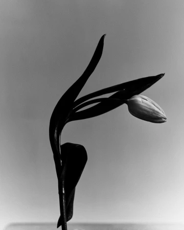 Monochrome close-up of a single drooping tulip against a plain light grey studio background.