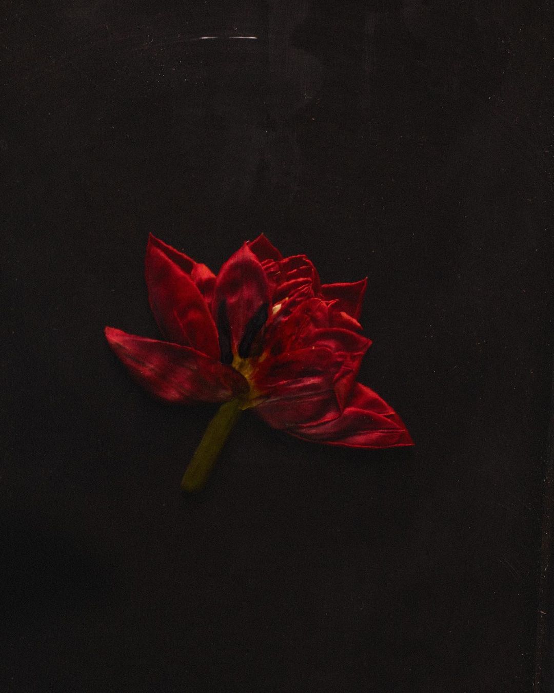 Close-up studio shot of a deep red tulip flower with a vibrant yellow stem against a stark black background, creating a dramatic floral portrait.