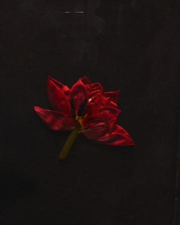 Close-up studio shot of a deep red tulip flower with a vibrant yellow stem against a stark black background, creating a dramatic floral portrait.