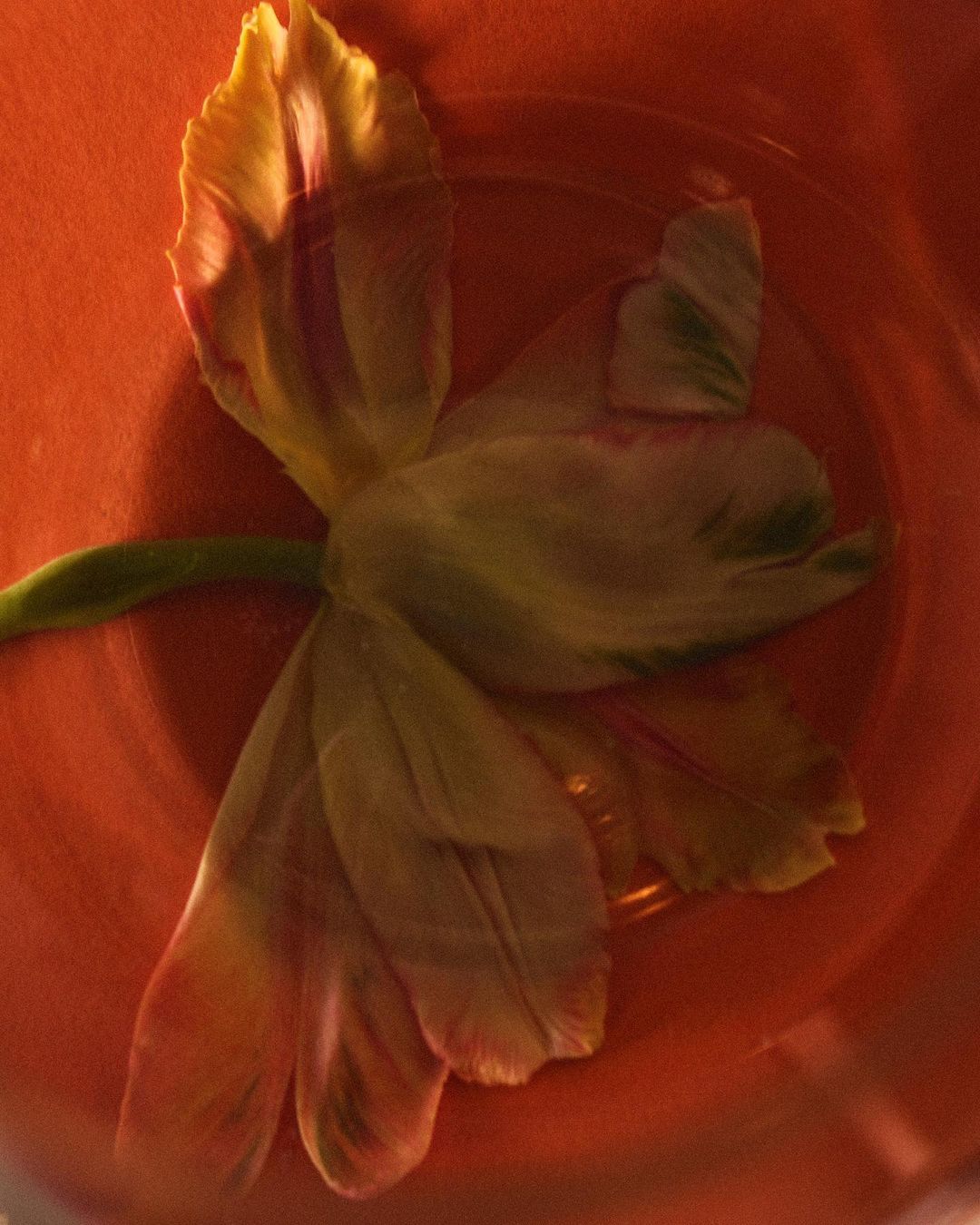Close-up photograph of a tulip with yellow, purple and green petals inside of an orange bowl with water, captured with natural light.