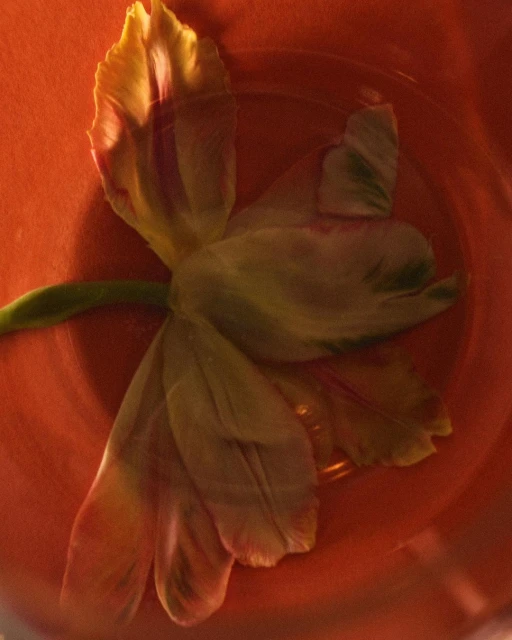 Close-up photograph of a tulip with yellow, purple and green petals inside of an orange bowl with water, captured with natural light.