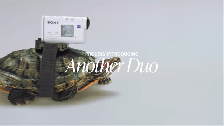 Turtle carrying a Sony action camera mounted on its shell, showcasing a unique perspective in a studio setting on a white background.