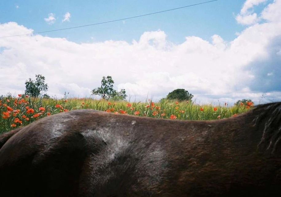 Close-up of a dark brown horse in a field of orange poppies under a partly cloudy sky, viewed from a low angle.