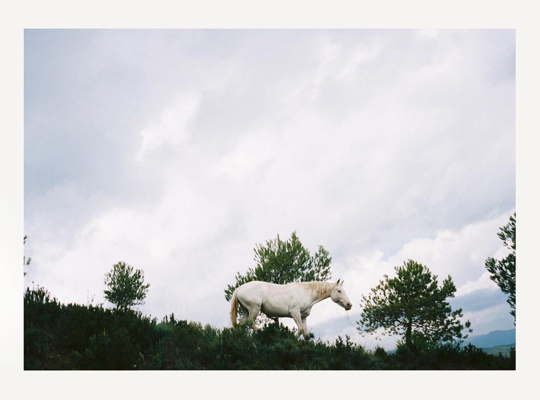 White horse walking along a grassy ridge beneath an overcast sky photographed by Anouk Nitsche.