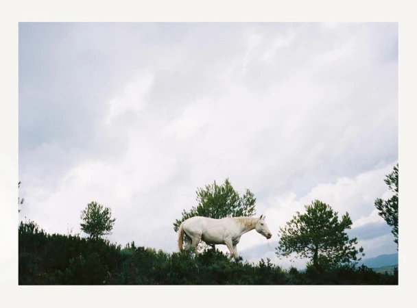 White horse walking along a grassy ridge beneath an overcast sky photographed by Anouk Nitsche.