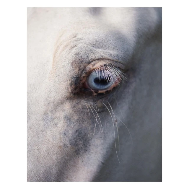 Close-up of a white horse's face with blue eye. The horse's white hair is visible, along with its eyelashes and eye. The focus is on the animal's eye.