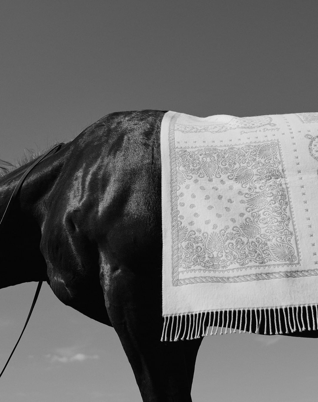 Black and white shot of a black horse with a fringed white blanket on its back, against a clear sky.