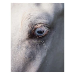 Extreme close-up macro photograph of a white horse eye with striking blue iris and fine white eyelashes against soft grey fur.