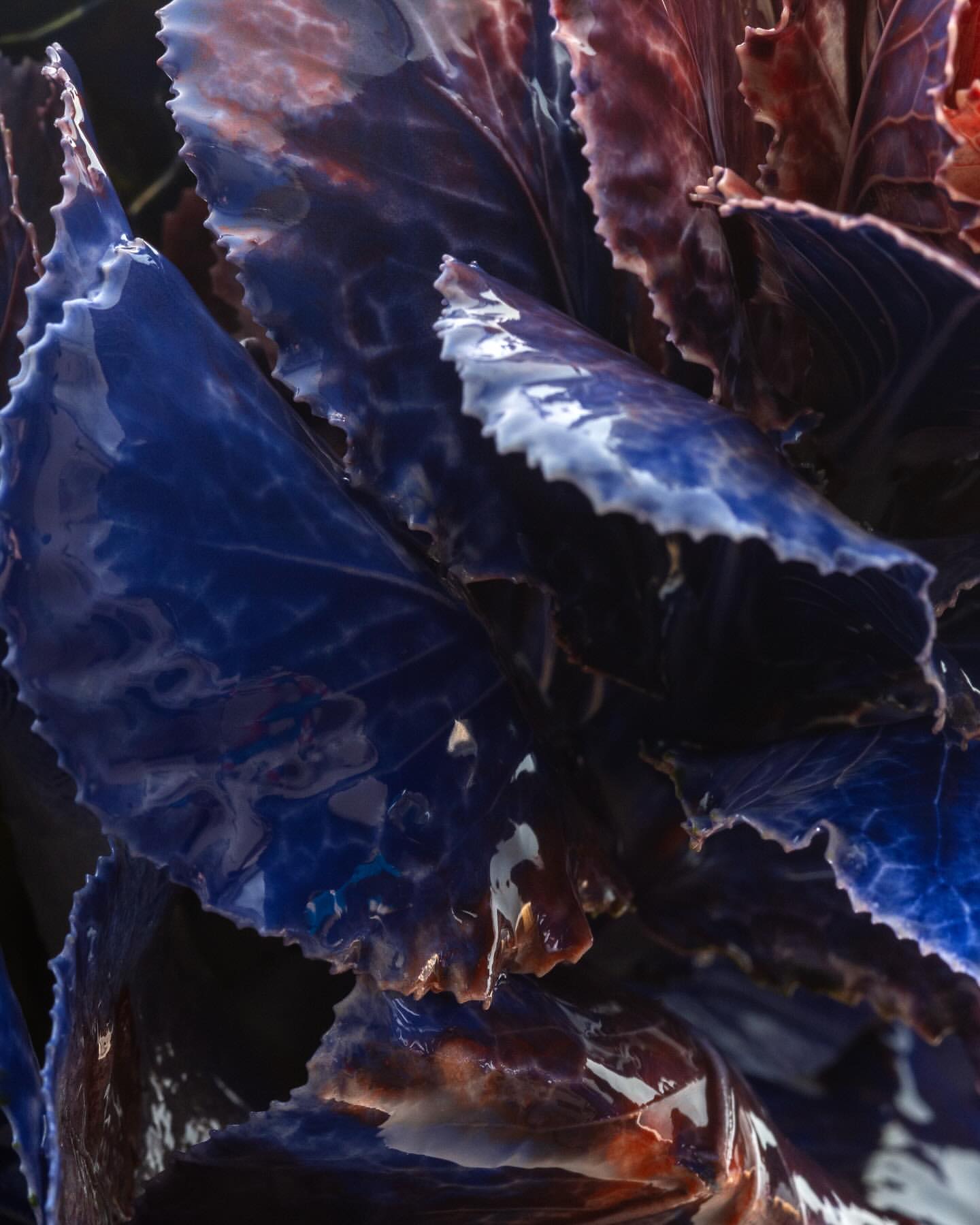 Close-up of a vibrant ornamental cabbage plant with textured, layered leaves in shades of blue, purple, and brown against a dark background.
