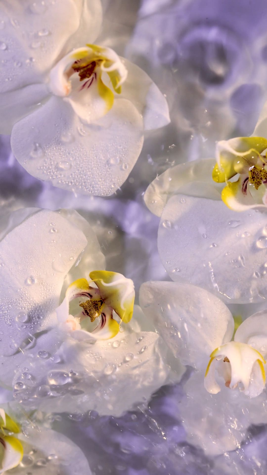 Close-up of white orchid blossoms with dew drops and yellow accents against a light purple backdrop, creating a serene, floral aesthetic.