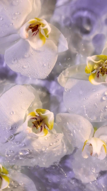 Close-up of white orchid blossoms with dew drops and yellow accents against a light purple backdrop, creating a serene, floral aesthetic.