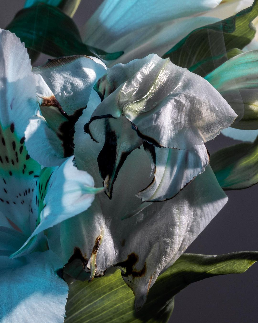 Close-up photography of white alstroemeria flowers with green leaves, artfully arranged against a dark grey background, illuminated by blue light.