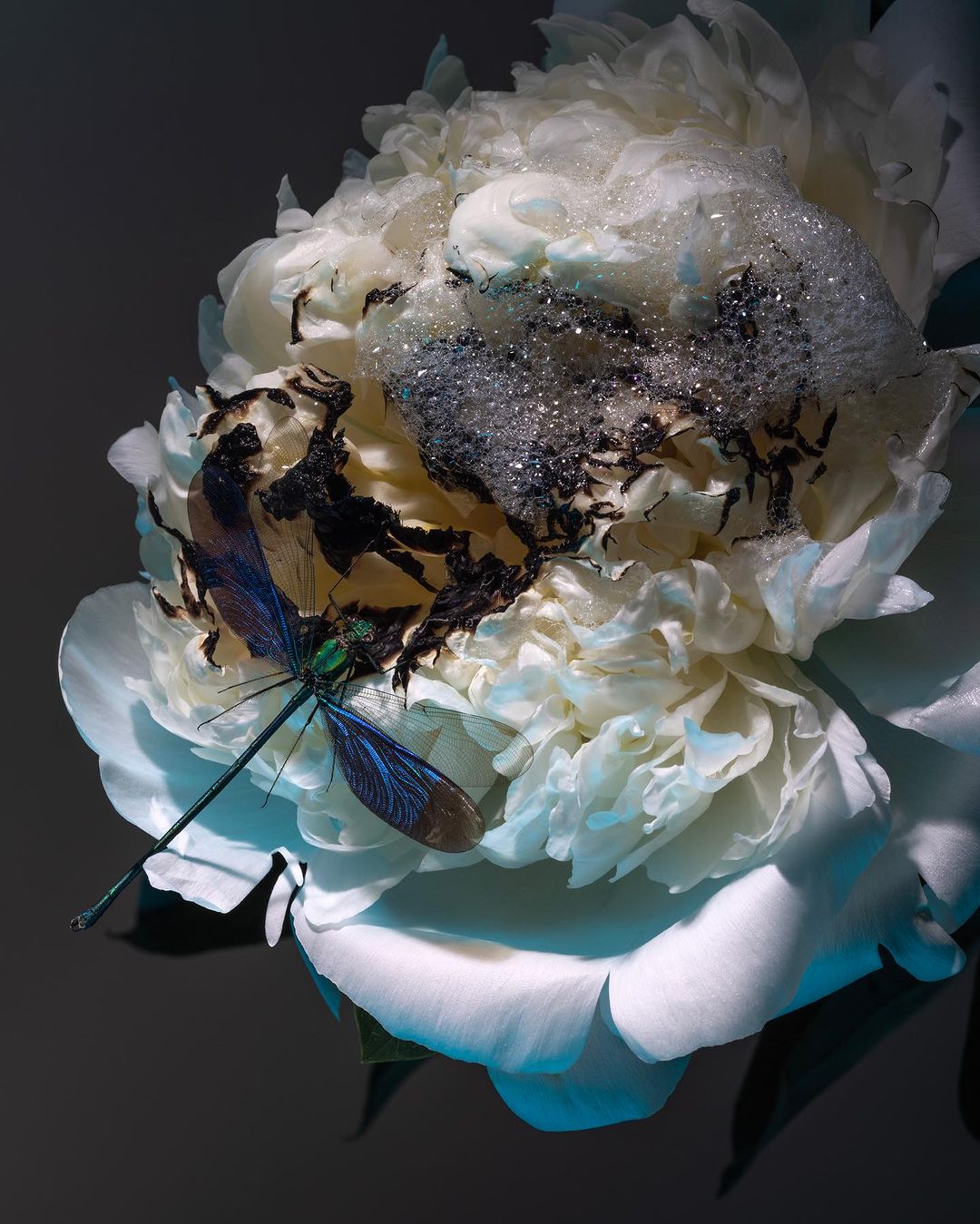 Close-up studio shot of a white peony flower with water droplets and a blue-winged damselfly perched on the petals, against a gray background.