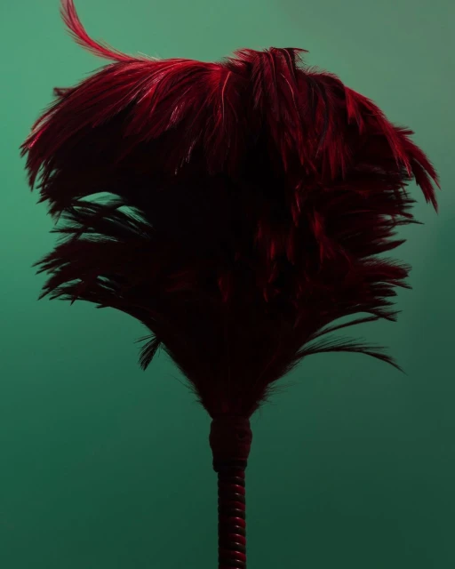 Close-up studio shot of a red feather duster against a teal background with shadows and textural details, creating a vibrant visual.