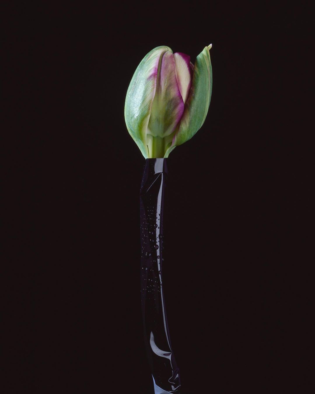 Close-up studio shot of a tulip bud with purple petals and green outer leaves, held in a black vase, set against a dark background.