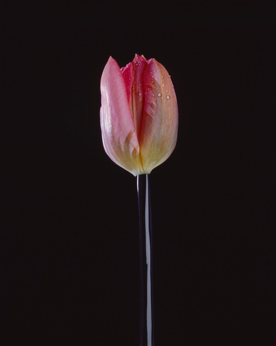 Close-up shot of a pink tulip with water droplets in a glass vase against a stark black background, emphasizing its delicate petals.