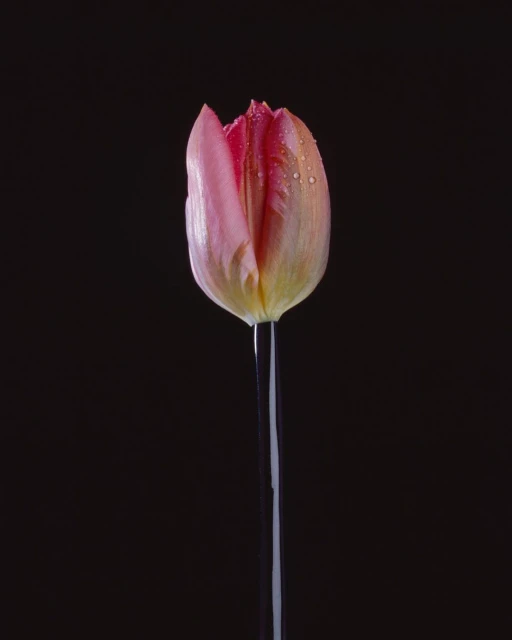 Close-up shot of a pink tulip with water droplets in a glass vase against a stark black background, emphasizing its delicate petals.