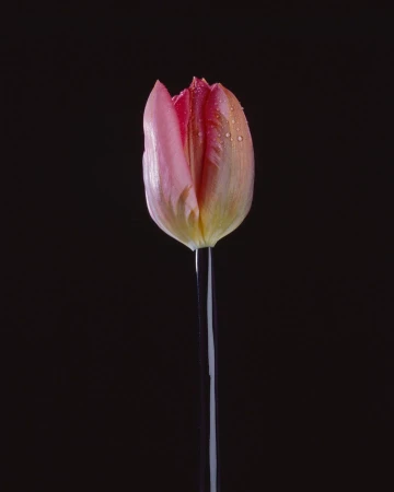 Close-up shot of a pink tulip with water droplets in a glass vase against a stark black background, emphasizing its delicate petals.