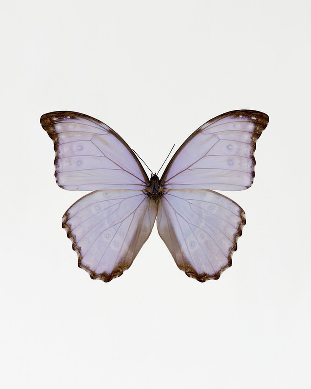 Close-up studio shot of a morpho butterfly featuring pale blue and brown wings with dark veins against a bright white background.