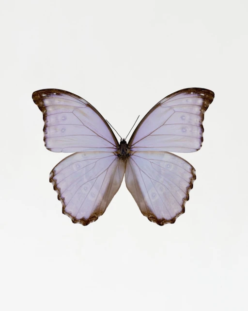 Close-up studio shot of a morpho butterfly featuring pale blue and brown wings with dark veins against a bright white background.