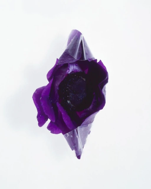 Close-up of a vibrant purple flower with a dark center, wrapped in translucent material, set against a clean white background.