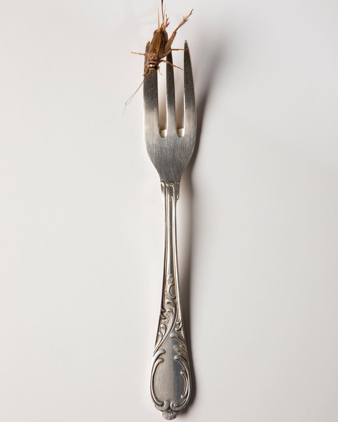 Elevated shot of a brown grasshopper on a silver fork against a plain white backdrop, highlighting its texture and the utensil's design.