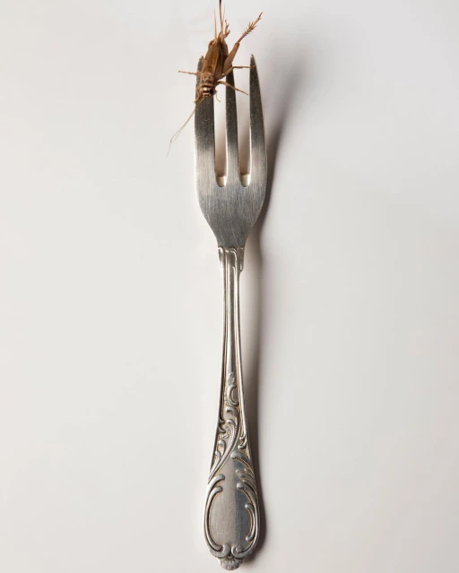 Elevated shot of a brown grasshopper on a silver fork against a plain white backdrop, highlighting its texture and the utensil's design.