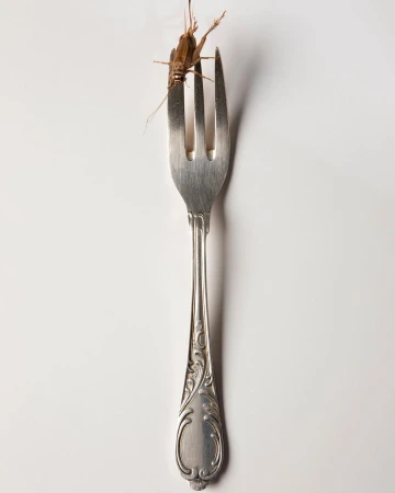 Elevated shot of a brown grasshopper on a silver fork against a plain white backdrop, highlighting its texture and the utensil's design.