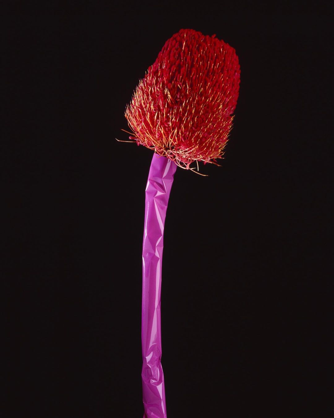 Minimalist still life of a banksia flower encased in purple plastic against a stark black backdrop, creating a surreal botanical artwork.