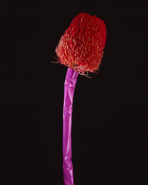 Minimalist still life of a banksia flower encased in purple plastic against a stark black backdrop, creating a surreal botanical artwork.