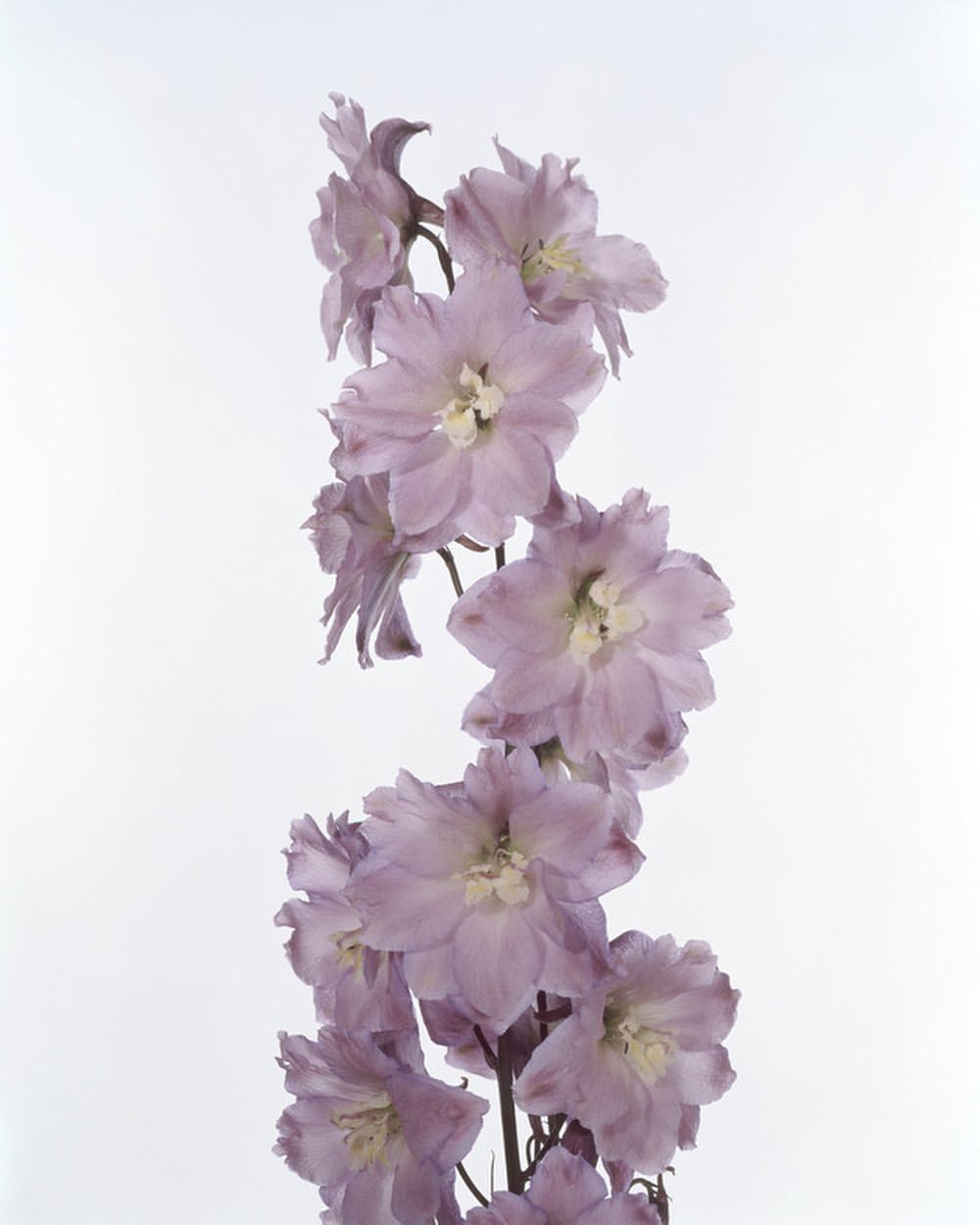 Floral portrait of a tall purple delphinium flower stem against a clean white background, showcasing its delicate blossoms.