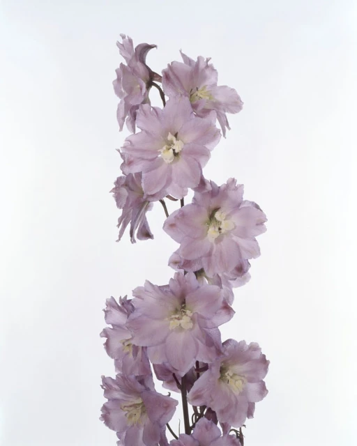 Floral portrait of a tall purple delphinium flower stem against a clean white background, showcasing its delicate blossoms.