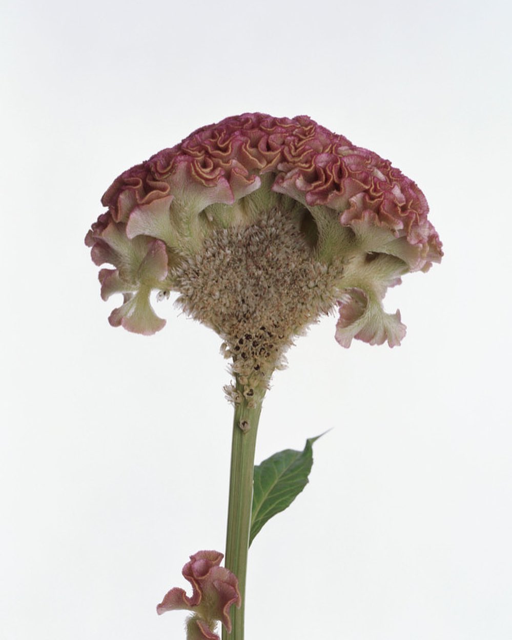 Cockscomb flower close-up against white background. Showcasing its unique, velvety texture and brain-like appearance, adding a touch of nature.