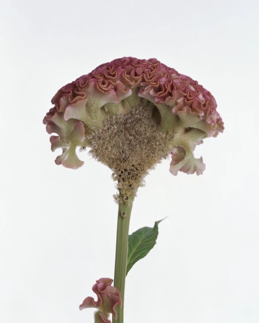 Cockscomb flower close-up against white background. Showcasing its unique, velvety texture and brain-like appearance, adding a touch of nature.