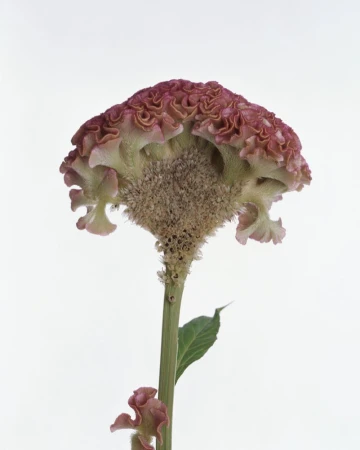 Cockscomb flower close-up against white background. Showcasing its unique, velvety texture and brain-like appearance, adding a touch of nature.