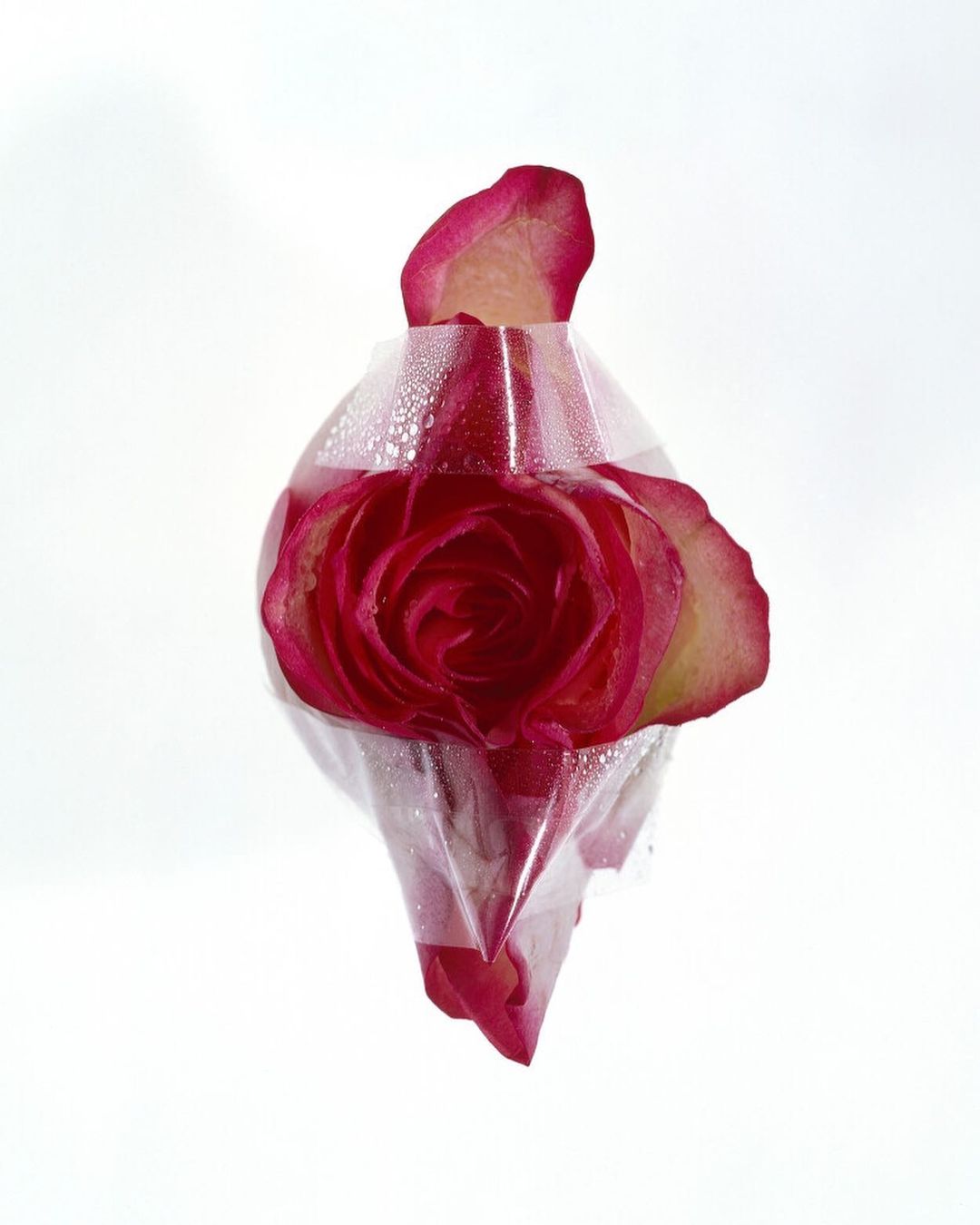 Close-up studio shot of a red rose encased in clear plastic with water droplets against a stark white backdrop, creating a clean, minimal aesthetic.