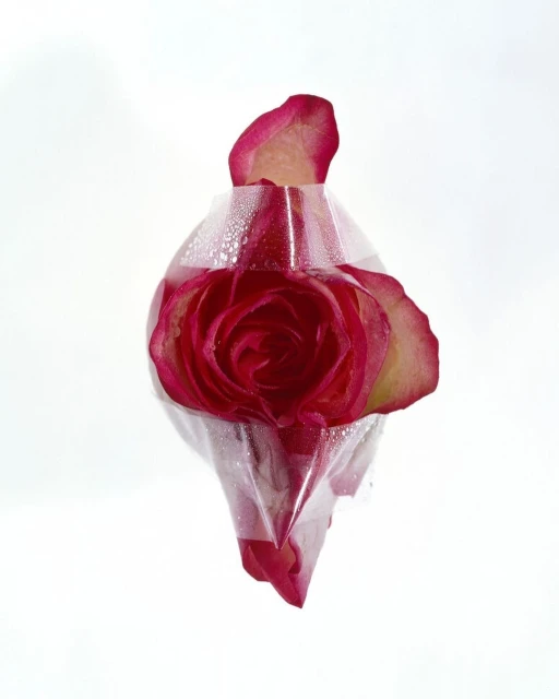 Close-up studio shot of a red rose encased in clear plastic with water droplets against a stark white backdrop, creating a clean, minimal aesthetic.