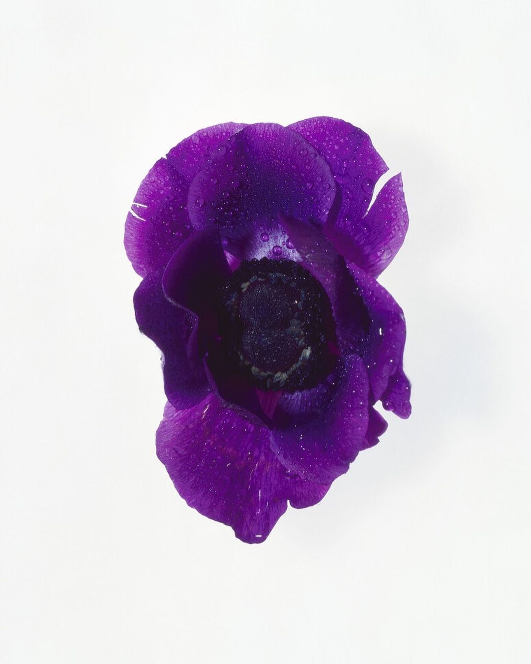 Close-up studio shot of a single purple anemone flower with water droplets, against a white background. Floral still life photography.