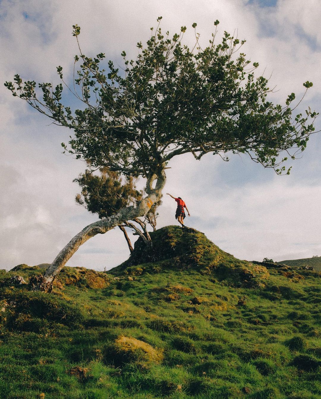 A person touches a unique tree on a grassy hill under a cloudy sky, capturing a moment of connection with nature.