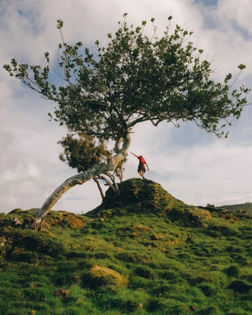 A person touches a unique tree on a grassy hill under a cloudy sky, capturing a moment of connection with nature.