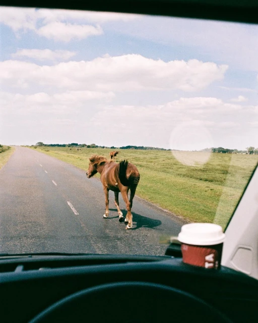 View from inside vehicle of brown horses walking on rural road with blue sky and clouds; coffee cup in dashboard.