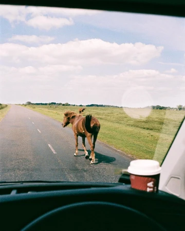 View from inside vehicle of brown horses walking on rural road with blue sky and clouds; coffee cup in dashboard.