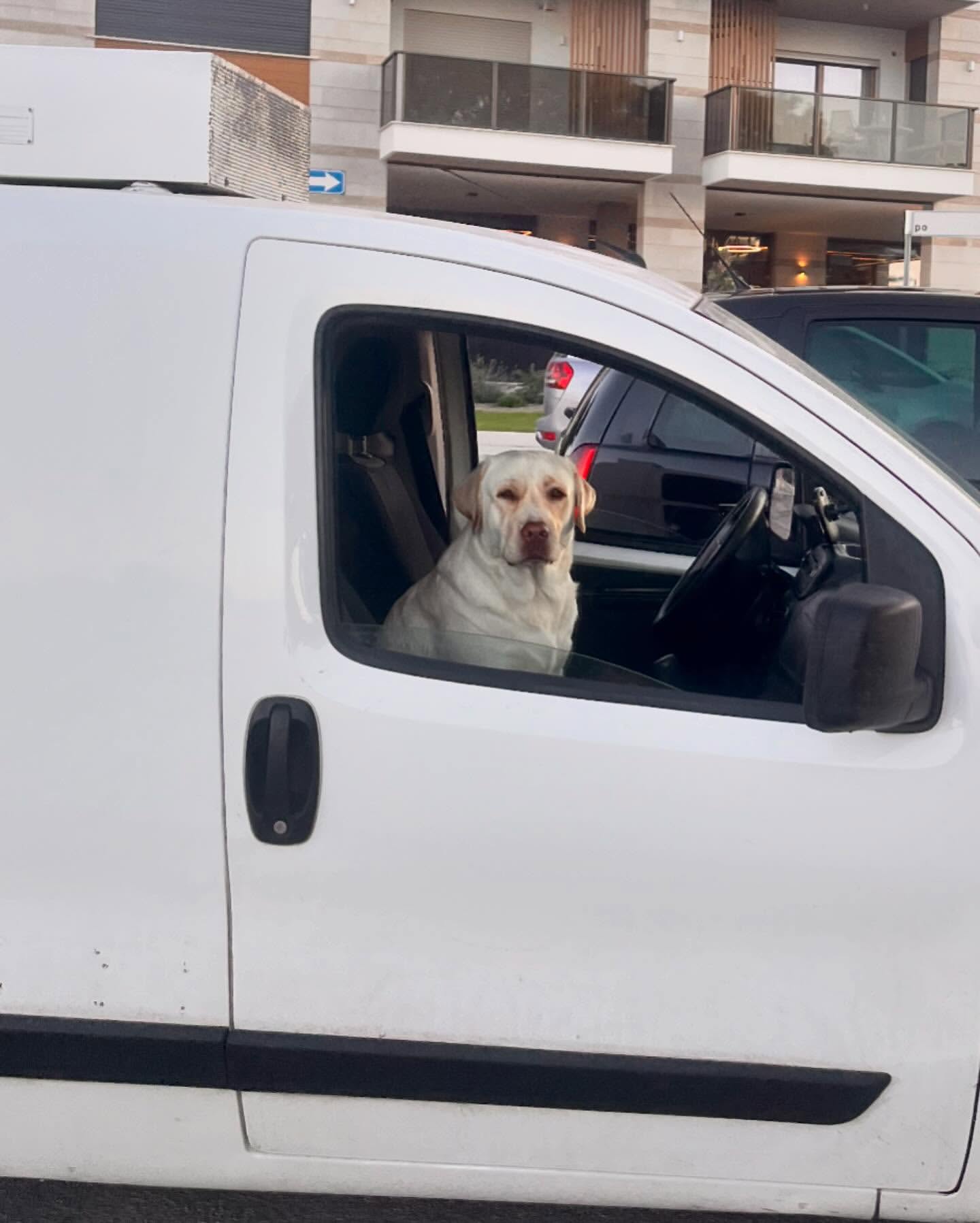 A white Labrador dog sits in the driver's seat of a white van, looking forward with a serious expression, parked on a city street.