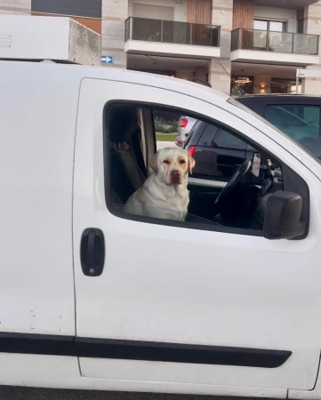 A white Labrador dog sits in the driver's seat of a white van, looking forward with a serious expression, parked on a city street.