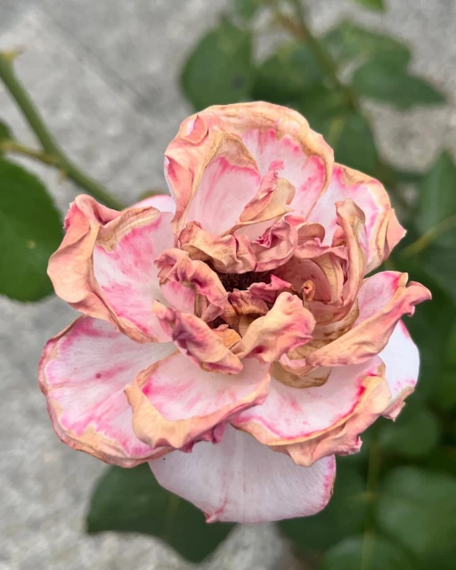 Close-up captures a pink and cream colored rose with curled petals; visible green leaves and concrete background.