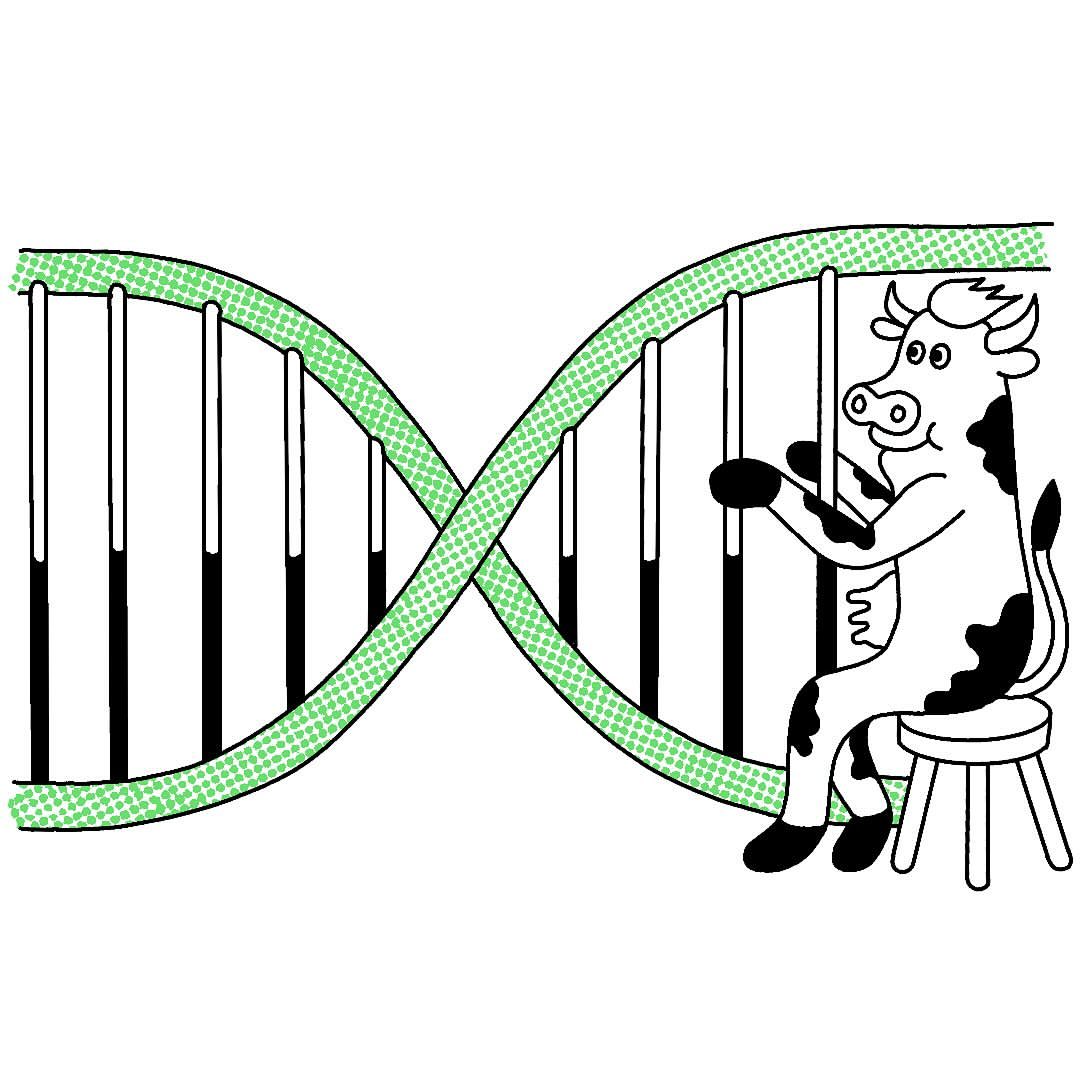 Cartoon illustration of a cow seated on a stool near a DNA double helix, rendered in black, white, and green on a white background.