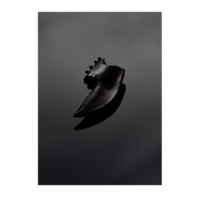 Monochromatic studio shot of a black, textured crustacean claw against a graduated gray backdrop, emphasizing its form and detail.