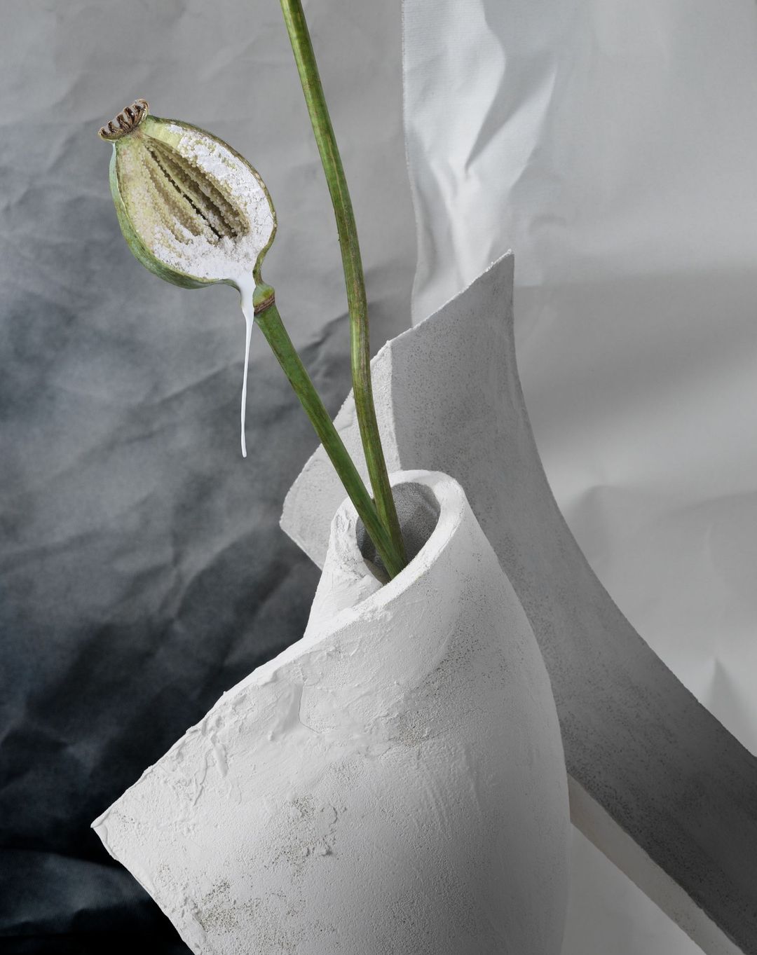 Dramatic still life with a cut poppy seed pod in a white sculpted vase on a textured gray and white gradient background, studio lighting.