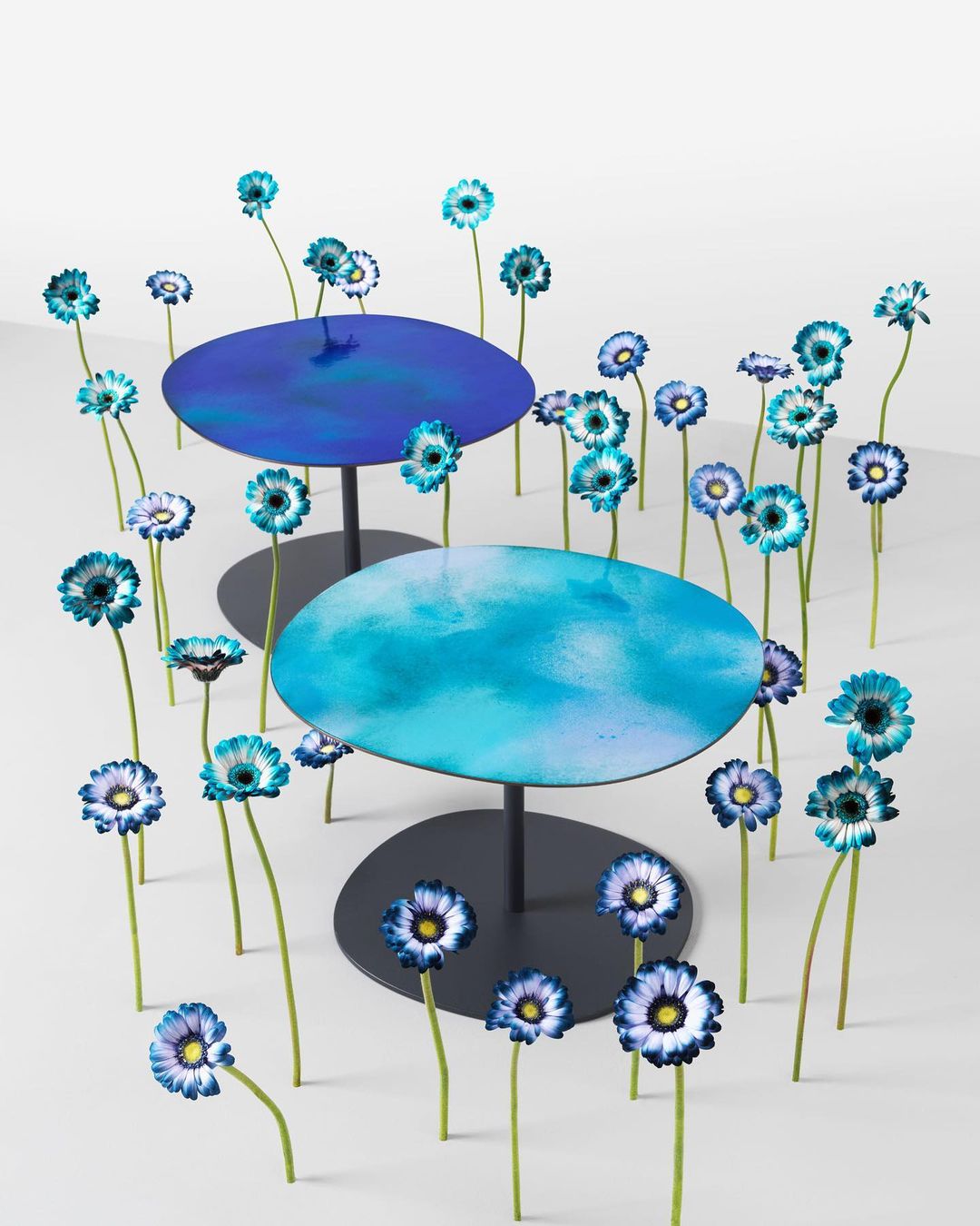 Whimsical still life featuring two round tables surrounded by numerous blue daisies against a plain backdrop, emphasizing vibrant colors.
