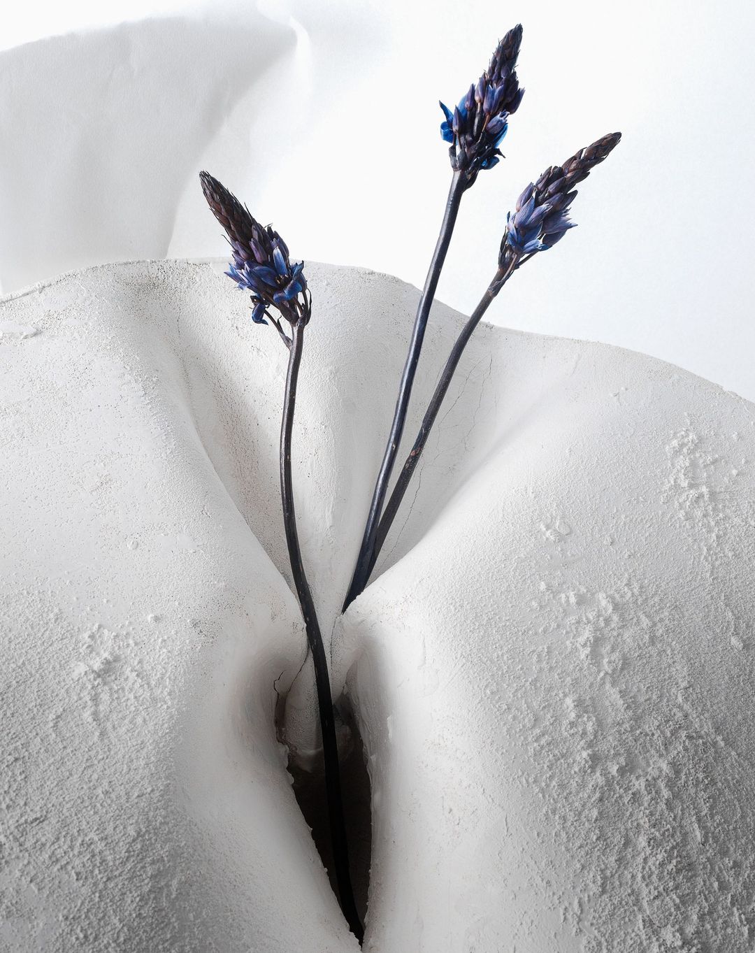 Still life shot of blue lavender blooms arranged in a white plaster base against a white background, studio lighting, minimal composition.